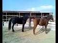 FOGGIA - stallone Murgese in accoppiamento libero