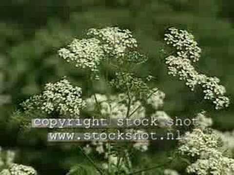 Wild chervil or cow parsley