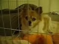 Dog In Da Hood
