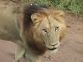 Lions In The Sabi Sands