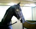 My Horse Matty My Horse Matty