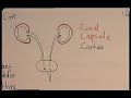 Renal system Renal system