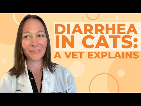 Diarrhea in Cats: Causes, Symptoms, & Treatment