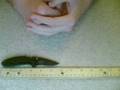 Kershaw Scallion 1620H3 Review