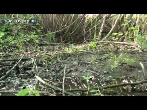 grylls - Bear Grylls podczas niezwykle emocjonującego weekendu na Podkarpaciu postanawia nakręcić kolejny survivalowy materiał, tym razem w pobliżu stawów glinianych ...