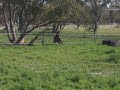 Pony Playing