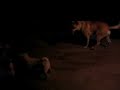 mutt vs. jindo puppy