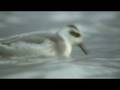 videos de Grey Phalarope Hampton Court