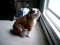 videos de Rembrandt shouting out the window