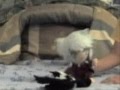 Plushie Battle Royal Part 1