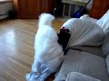 Great Dane in straight jacket vs Samoyed