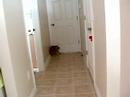 Kitty Chasing his tail!