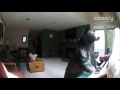 Bear Plays Piano