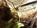 Cyriopagopus sp. blue agressive