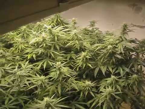 how to grow ghost train haze