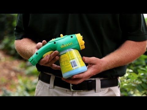 how to fertilize hedges