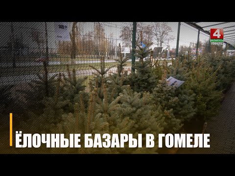Продажи натуральных елей стартовали в Гомеле видео