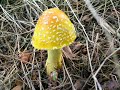 Amanita Muscaria Resurrection by The Ambrosia Society Amanita Muscaria Resurrection by The Ambrosia Society