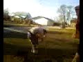 Dirt Bomb