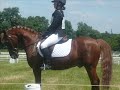 cce dressage
