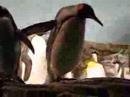 Penguins