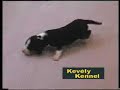 Transylvanian hound puppies, Erdélyi kopó kiskutyák Transylvanian hound puppies, Erdélyi kopó kiskutyák