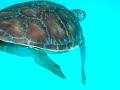 Swimming with the Turtles, Barbados