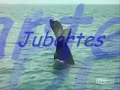 baleias jubarte