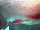 This video is taken from my camera inside the tanke
