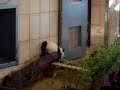 Baby Panda Fu Long in Vienna