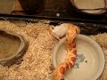 Snagging a mouse right out of the box