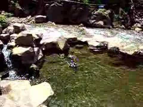 Hot Spring Monkeys