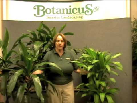 how to grow dracaena