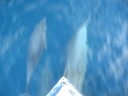 Dolphins and Kids.AVI Dolphins and Kids.AVI