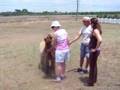 Peggy Pets an Alpaca