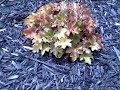 Huchera-Coral Bells