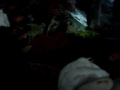 Melanochromis Auratus comiendo