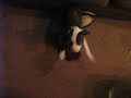 Pit Bull puppy