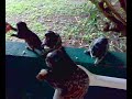 Macaquinhos em Sorocaba