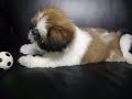 Gizmo the Shih Tzu - playing at work P2 (12 weeks old)