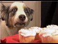 The ORIGINAL Stains from It's Me or the Dog