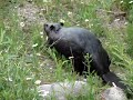 A Beaver Tale A Beaver Tale