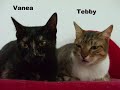 Gatinhos para adoptar na GV Cascais
