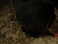 punxsutawney-phil-visits-psu-part-2.html