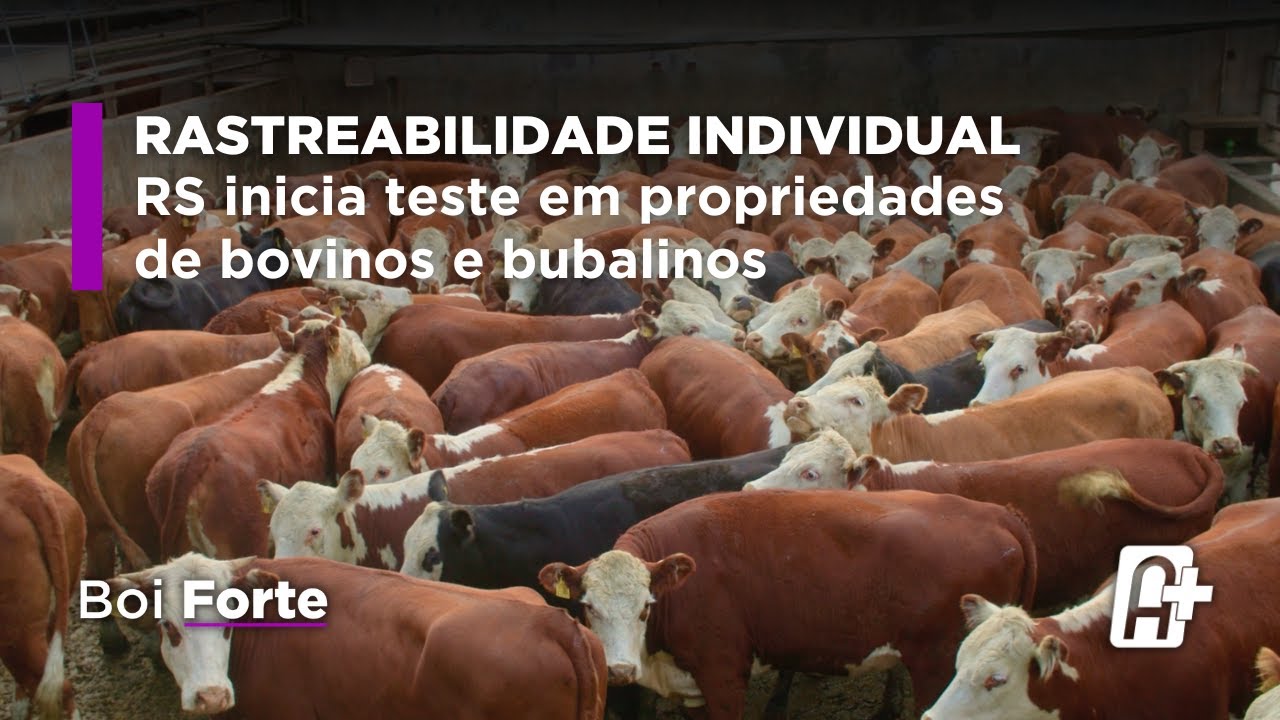 Rastreabilidade individual do rebanho gaúcho: RS inicia teste em propriedades de bovinos e bubalinos