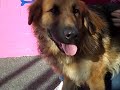 Coby     A4069227
