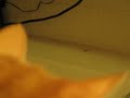 Brewsky vs. House Centipede