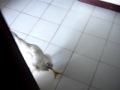 Despertar da cocó!!!!