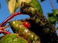 mariquitas, chinitas, catarinas, sarantontones, ladybug
