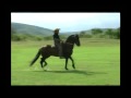 Caballo de Tres Potrillos